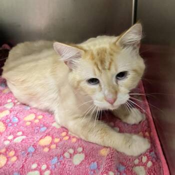 Albus -  Domestic Medium Hair Cat for Adoption in Birmingham, Alabama - Albus | PetCurious