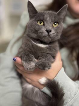 Rescue Domestic Short Hair Cats for Adoption in Lincoln, California - Avec | PetCurious