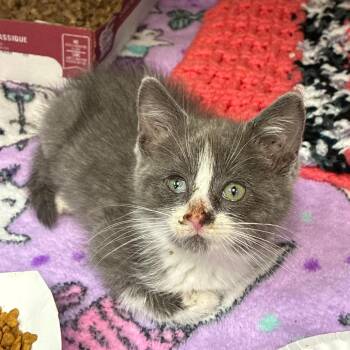 Jennifur -  Domestic Short Hair Cat for Adoption in Newark, New Jersey - Jennifur | PetCurious