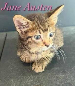 Jane Austen -  Tabby Cat for Adoption in Pleasanton, Texas - Jane Austen | PetCurious