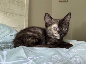 A1265547 -  Domestic Short Hair Cat for Adoption in Charlotte, North Carolina - A1265547 | PetCurious