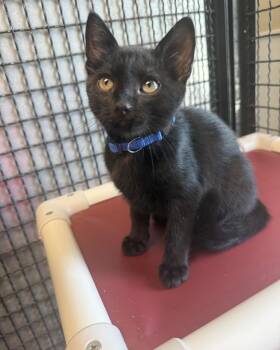 Danny -  Domestic Short Hair Cat for Adoption in Fort Leavenworth, Kansas - Danny | PetCurious