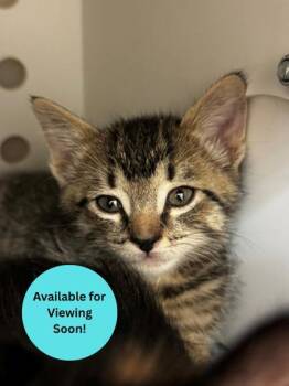Lil Ricky -  Domestic Short Hair Cat for Adoption in Kalispell, Montana - Lil Ricky | PetCurious