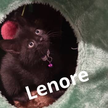 Rescue Domestic Short Hair Cats for Adoption in Brevard, North Carolina - Lenore | PetCurious