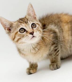 Becca is a BEAUTY - wow no photos truly capture her rainbow cute -  Torbie and Bengal Cat for Adoption in Bedford Hills, New York - Becca Is A BEAUTY - Wow No Photos Truly Capture Her Rainbow Cute | PetCurious