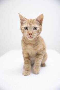 Rescue Domestic Short Hair Cats for Adoption in Montclair, New Jersey - Jeep | PetCurious