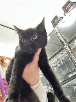 Rescue Domestic Short Hair Cats for Adoption in Dayton, Minnesota - Midnight Snack Attack | PetCurious