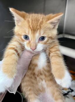 Circle K -  Domestic Short Hair Cat for Adoption in Cincinnati, Ohio - Circle K | PetCurious