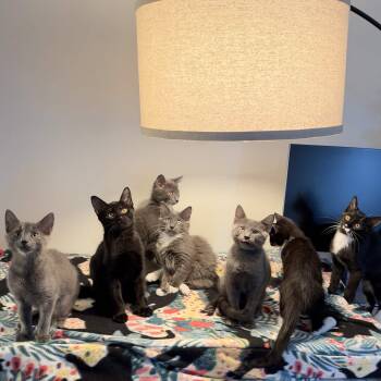 The Flood Litter -  Domestic Short Hair and Domestic Medium Hair Cat for Adoption in Weehawken Township, New Jersey - The Flood Litter | PetCurious