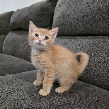 Bracken -  Domestic Short Hair Cat for Adoption in Mastic, New York - Bracken | PetCurious