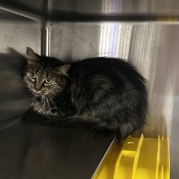 Tosie -  Domestic Medium Hair Cat for Adoption in Manhattan, Kansas - Tosie | PetCurious