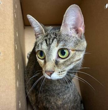 Oyster -  Domestic Short Hair Cat for Adoption in Cincinnati, Ohio - Oyster | PetCurious