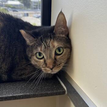 Domestic Short Hair Cats Available for Adoption in Burlingame, California - Pookie & Angel | PetCurious