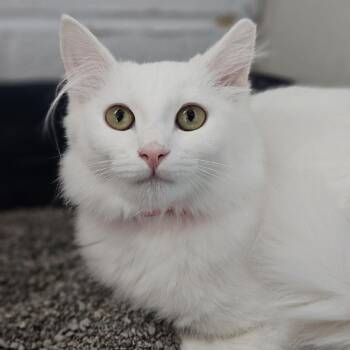 Precious -  Domestic Medium Hair and Domestic Short Hair Cat for Adoption in Lakewood, Colorado - Precious | PetCurious