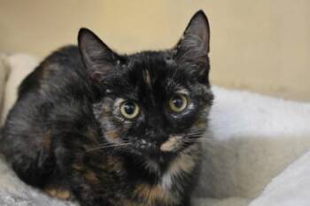 Macy -  Domestic Short Hair Cat for Adoption in Kansas City, Missouri - Macy | PetCurious