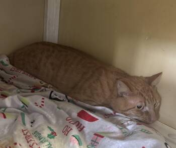 Rescue Domestic Short Hair Cats for Adoption in White Cloud, Michigan - Ginbo | PetCurious