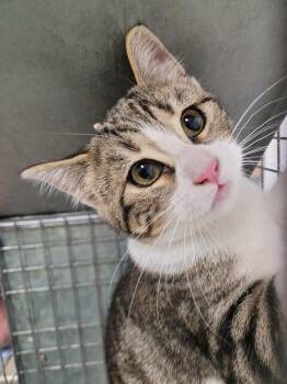 Domestic Short Hair Cats Available for Adoption - Medusa | PetCurious