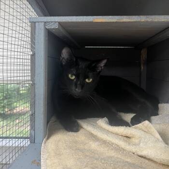 Rescue Domestic Short Hair Cats for Adoption in Media, Pennsylvania - Foe | PetCurious