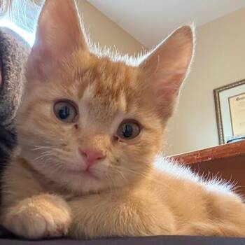 Arnie -  Domestic Short Hair Cat for Adoption in Cumming, Georgia - Arnie | PetCurious