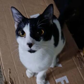 Artemis -  Domestic Short Hair Cat for Adoption in Antioch, California - Artemis | PetCurious