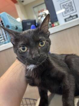 A801256 -  Domestic Short Hair Cat for Adoption in Louisville, Kentucky - A801256 | PetCurious