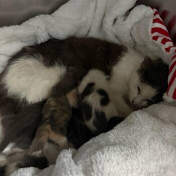 Rich Tea -  Domestic Short Hair Cat for Adoption in Columbus, Georgia - Rich Tea | PetCurious