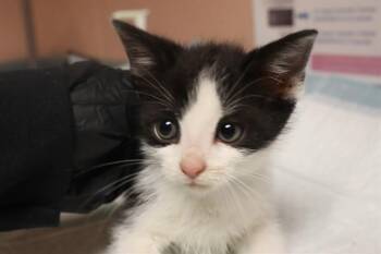 ASPARAGUS -  Domestic Short Hair Cat Available for Adoption in Columbia, South Carolina - ASPARAGUS | PetCurious