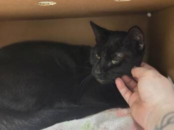 Minnie -  Domestic Short Hair Cat for Adoption in Westland, Michigan - Minnie | PetCurious