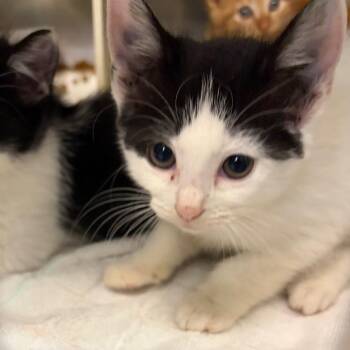 Oreo -  Domestic Short Hair Cat for Adoption in Newark, New Jersey - Oreo | PetCurious