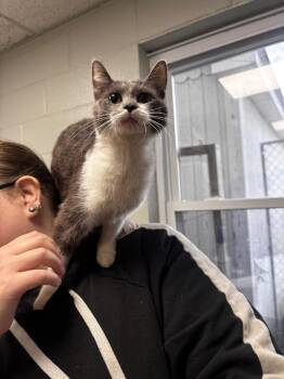 Domestic Short Hair Cats Available for Adoption - Ethel | PetCurious