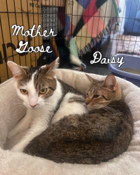 Domestic Short Hair Cats Available for Adoption in Nashville, Tennessee - Daisy & Mother Goose (bonded Pair) | PetCurious