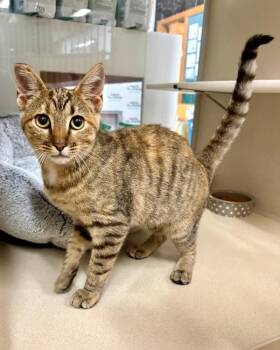 Mel B -  Domestic Short Hair Cat for Adoption in Novato, California - Mel B | PetCurious