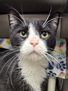 Rescue Domestic Short Hair Cats for Adoption in Eugene, Oregon - Scram | PetCurious