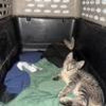 Kira -  Domestic Short Hair Cat for Adoption in West Palm Beach, Florida - Kira | PetCurious