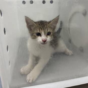 Double O Seven -  Domestic Short Hair Cat for Adoption in Columbus, Georgia - Double O Seven | PetCurious