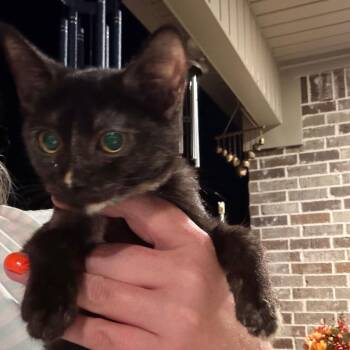 Sassy -  American Shorthair Cat for Adoption in Mount Vernon, Arkansas - Sassy | PetCurious