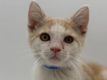 Jensen -  Domestic Short Hair Cat for Adoption in Portland, Oregon - Jensen | PetCurious