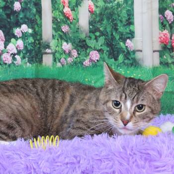 Rescue Tabby and Domestic Short Hair Cats for Adoption in Greensburg, Pennsylvania - Churro | PetCurious