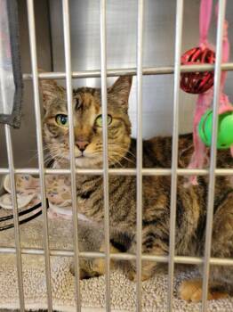 Domestic Short Hair Cats Available for Adoption in Sunnyvale, Texas - Sassy | PetCurious