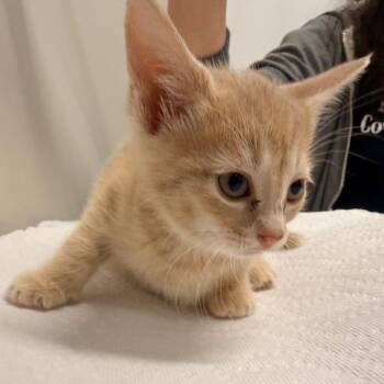 Bunty -  Domestic Short Hair Cat for Adoption in Chattanooga, Tennessee - Bunty | PetCurious