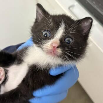 72208 -  Domestic Short Hair Cat for Adoption in Harrisonburg, Virginia - 72208 | PetCurious
