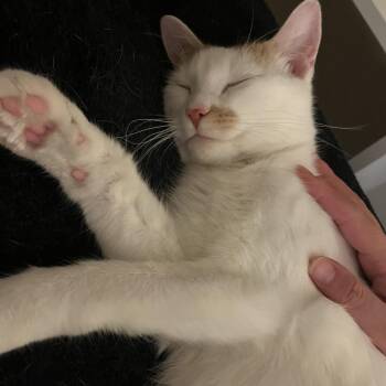 Antonia -  Domestic Short Hair Cat for Adoption in Falls Church, Virginia - Antonia | PetCurious
