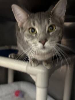 Rescue Domestic Short Hair Cats for Adoption in Morristown, New Jersey - Dae | PetCurious