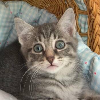 Ned -  Domestic Short Hair Cat for Adoption in Tuscaloosa, Alabama - Ned | PetCurious