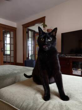 Lester -  Domestic Short Hair Cat for Adoption in Waltham, Massachusetts - Lester | PetCurious
