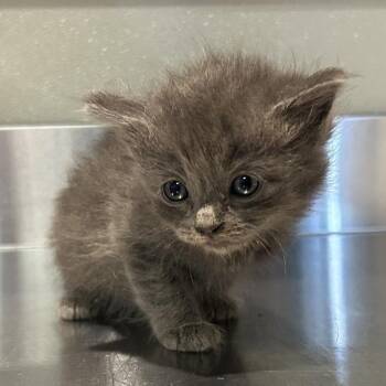 Lori* -  Domestic Medium Hair Cat for Adoption in San Gabriel, California - Lori* | PetCurious