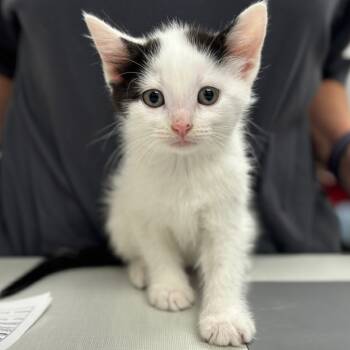 Rescue Domestic Short Hair Cats for Adoption in Naperville, Illinois - Nani | PetCurious