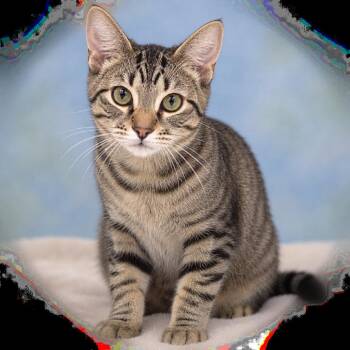 Charles-C -  Domestic Short Hair Cat for Adoption in East St. Louis, Illinois - Charles-C | PetCurious