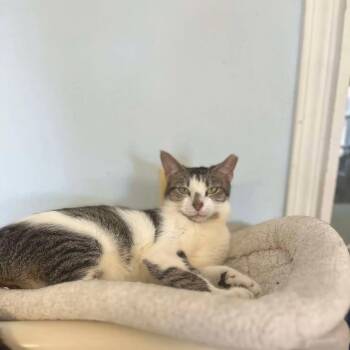 Rescue Domestic Short Hair Cats for Adoption in Eglin Air Force Base, Florida - Olive | PetCurious