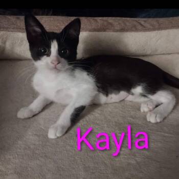 Kayla -  Tuxedo Cat for Adoption in Wyandotte, Michigan - Kayla | PetCurious